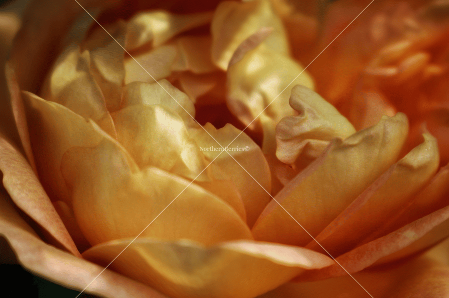 Tea Rose 