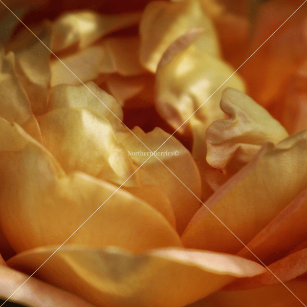 Tea Rose 