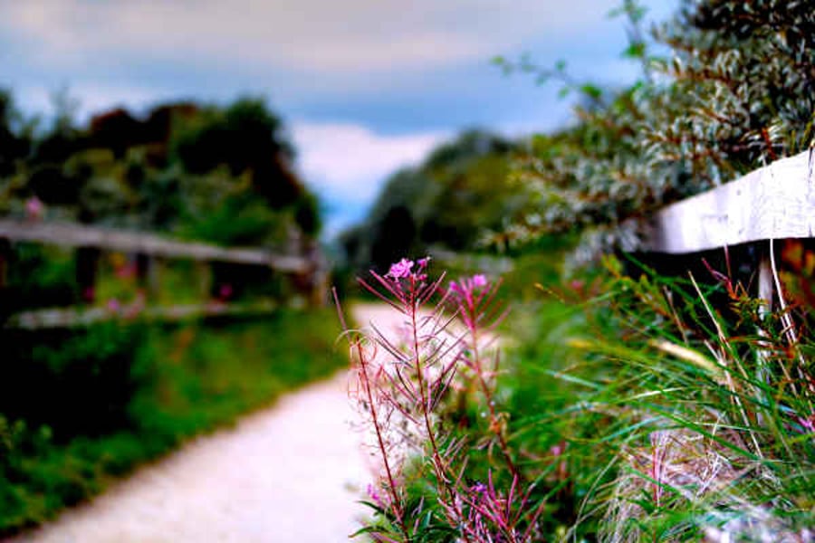 Spring Wildflowers - Pink Fireweed at Gibraltar Point, Skegness Wall Art