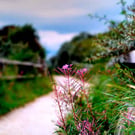 Spring Wildflowers - Pink Fireweed at Gibraltar Point, Skegness Wall Art