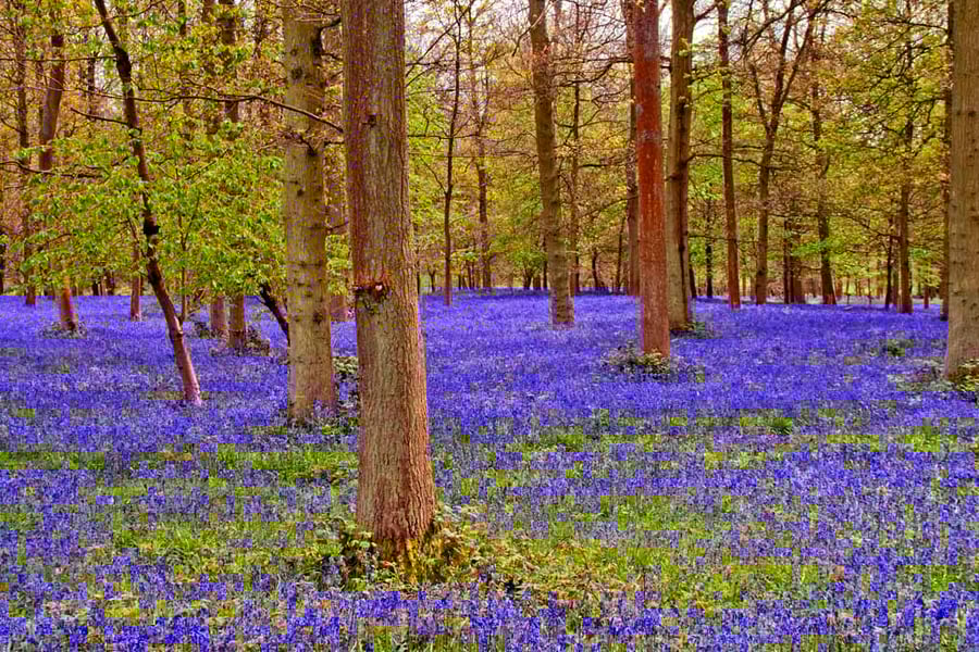 Bluebell Woods Spring Flowers Greys Court Photograph Print