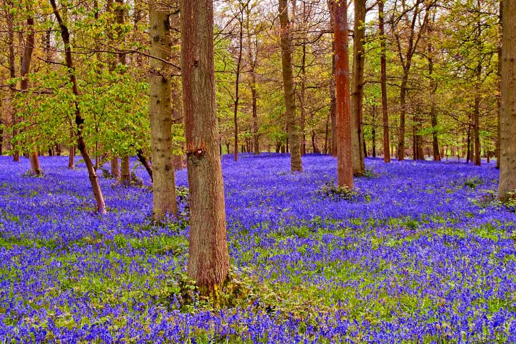 Bluebell Woods Spring Flowers Greys Court Photograph Print
