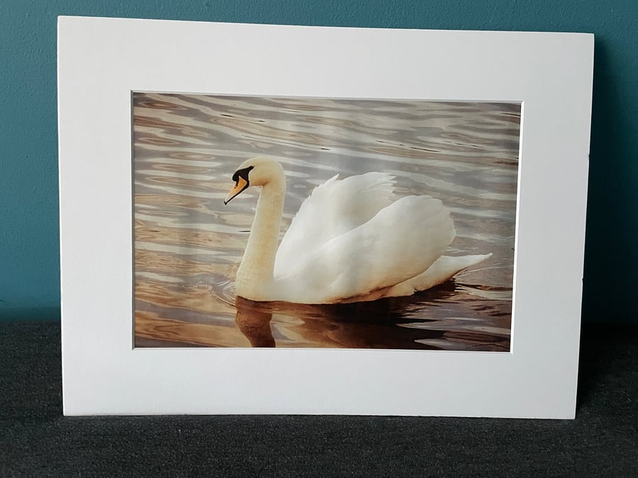 16x12 inch White Mounted Print of Swan