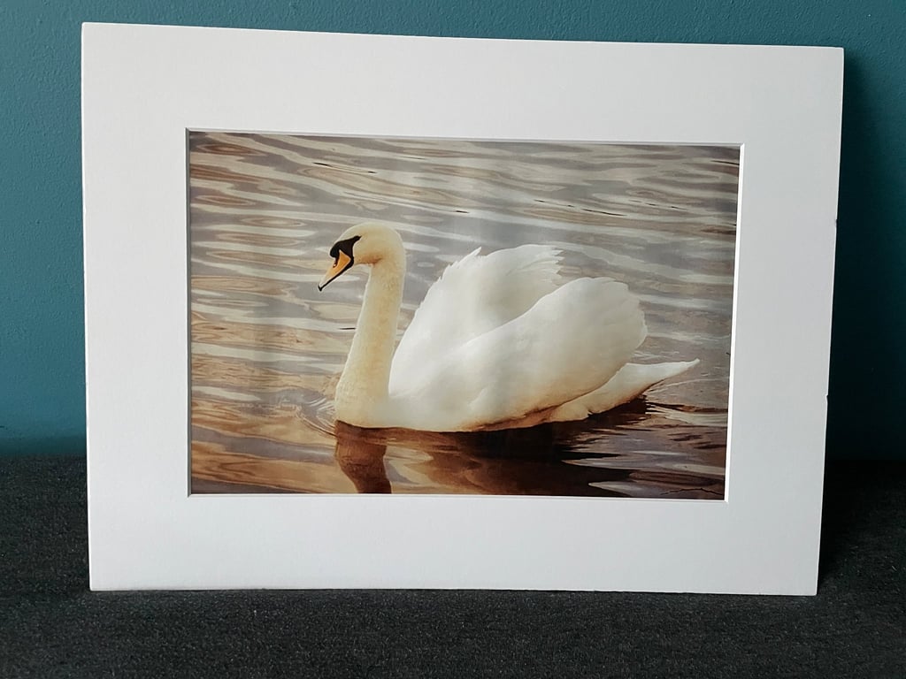 16x12 inch White Mounted Print of Swan