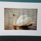 16x12 inch White Mounted Print of Swan