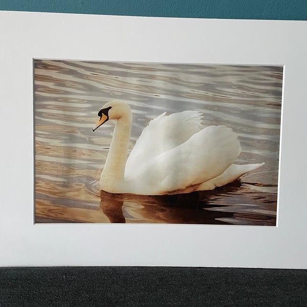 16x12 inch White Mounted Print of Swan