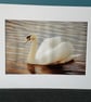 16x12 inch White Mounted Print of Swan