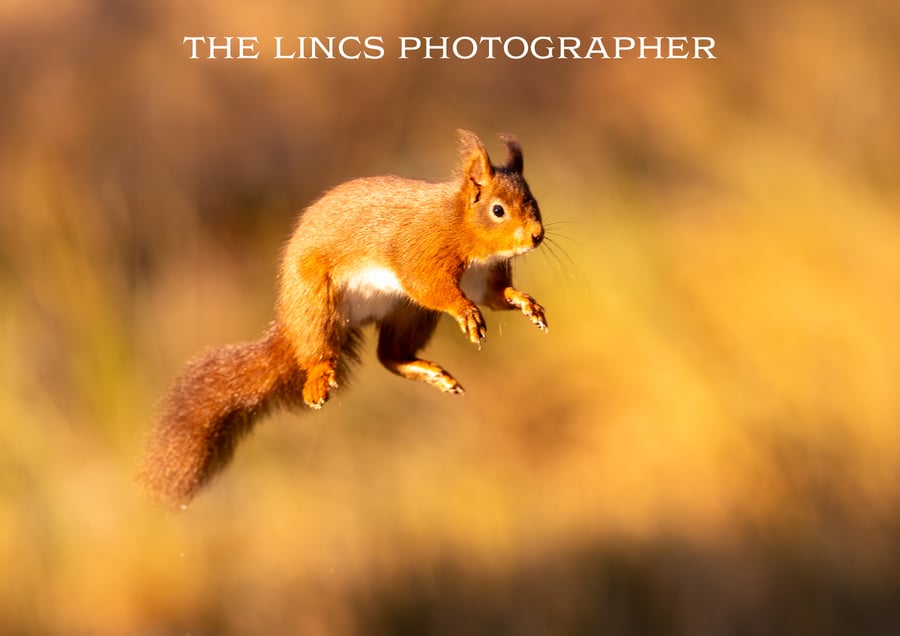Red Squirrel print (Limited edition of 10)