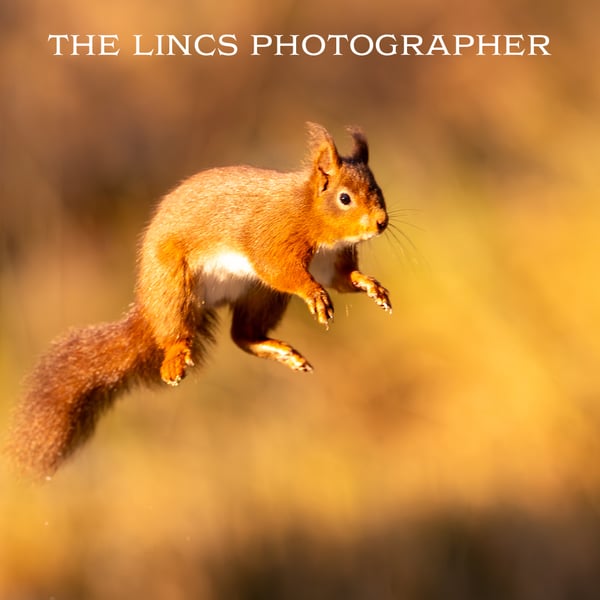 Red Squirrel print (Limited edition of 10)