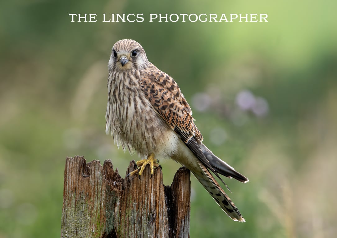 Kestrel print (Limited edition of 10)