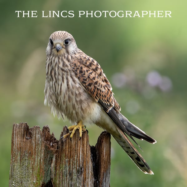 Kestrel print (Limited edition of 10)