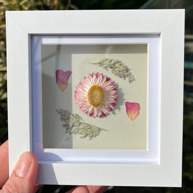 Pressed Rose Petals, Dried Strawflower, Framed Art, Mother’s Day, birthday gift