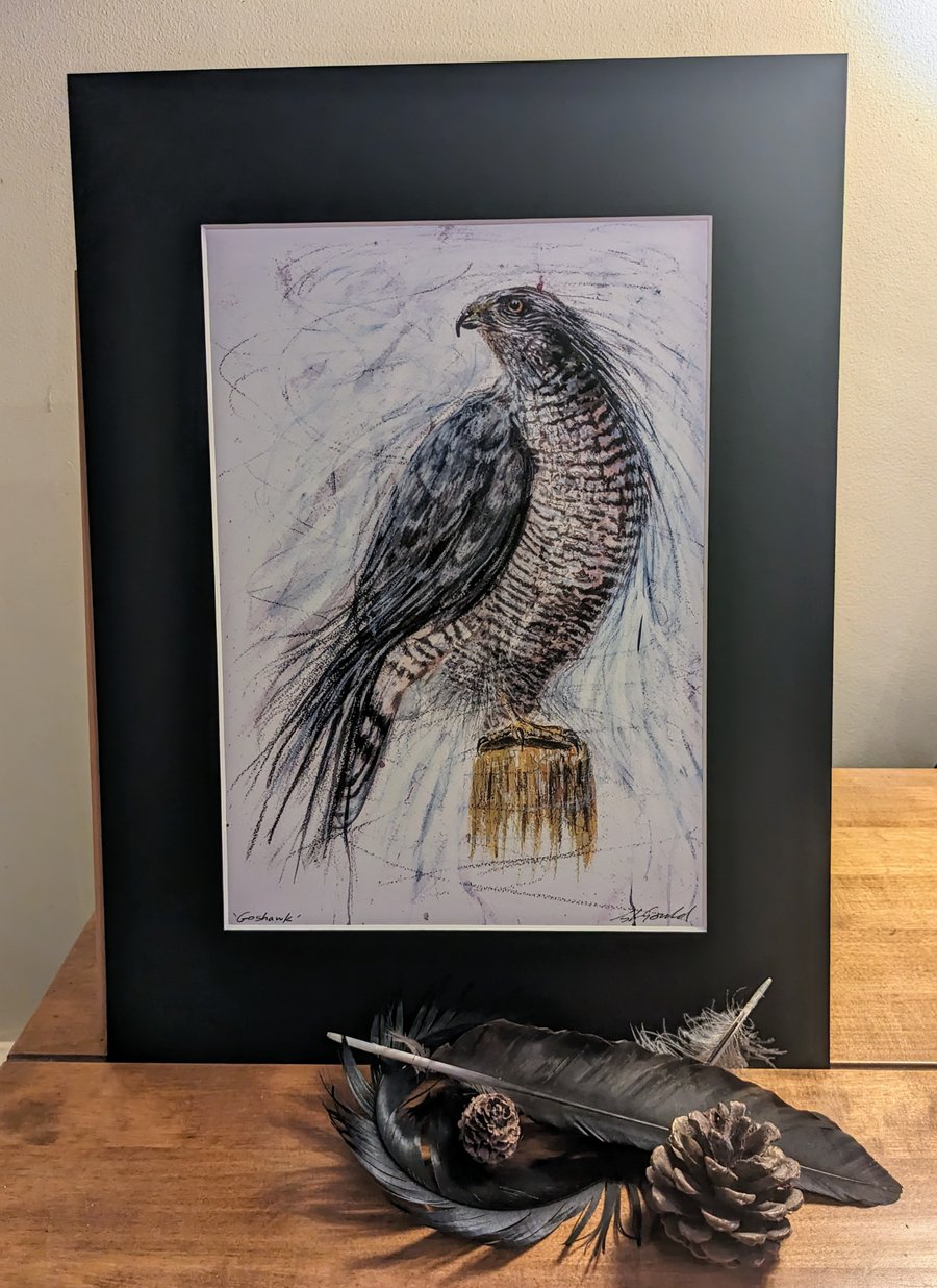 An A4 or A3 print of an original painting of a Goshawk