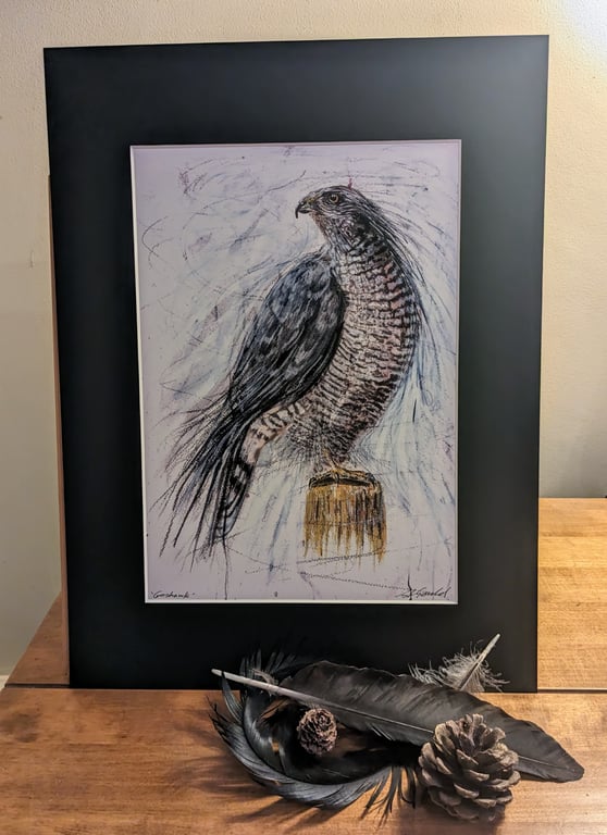 An A4 or A3 print of an original painting of a Goshawk