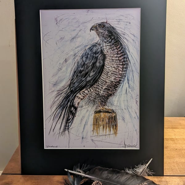 An A4 or A3 print of an original painting of a Goshawk