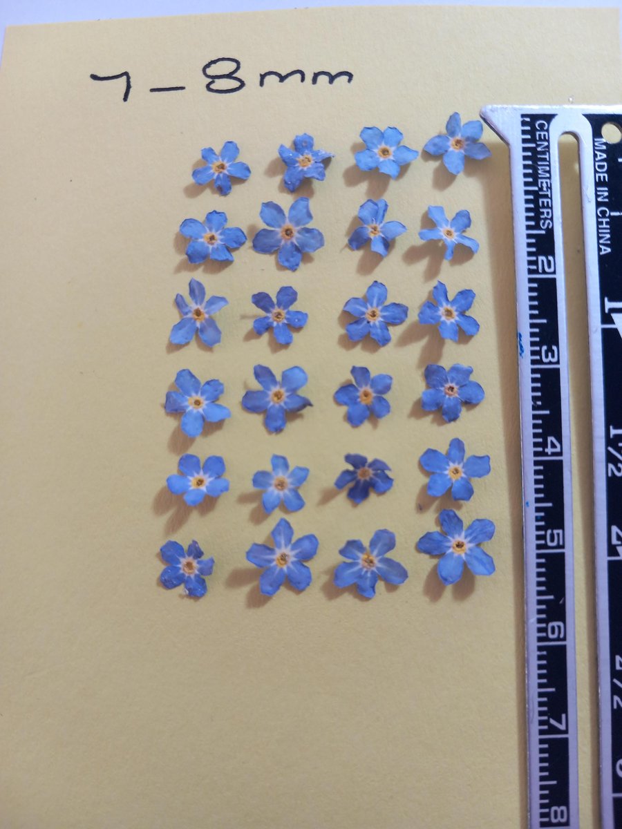 Dried Forget me not flowers x 22 7-8mms Myosotis small blue flowers for resin,ba