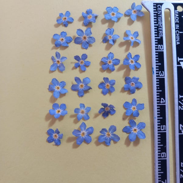 Dried Forget me not flowers x 22 7-8mms Myosotis small blue flowers for resin,ba