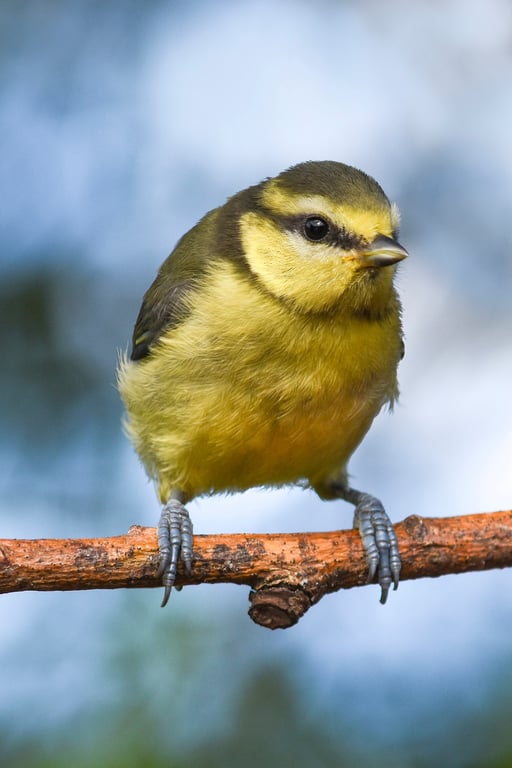 Young Blue Tit leaning print