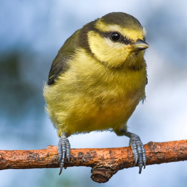 Young Blue Tit leaning print