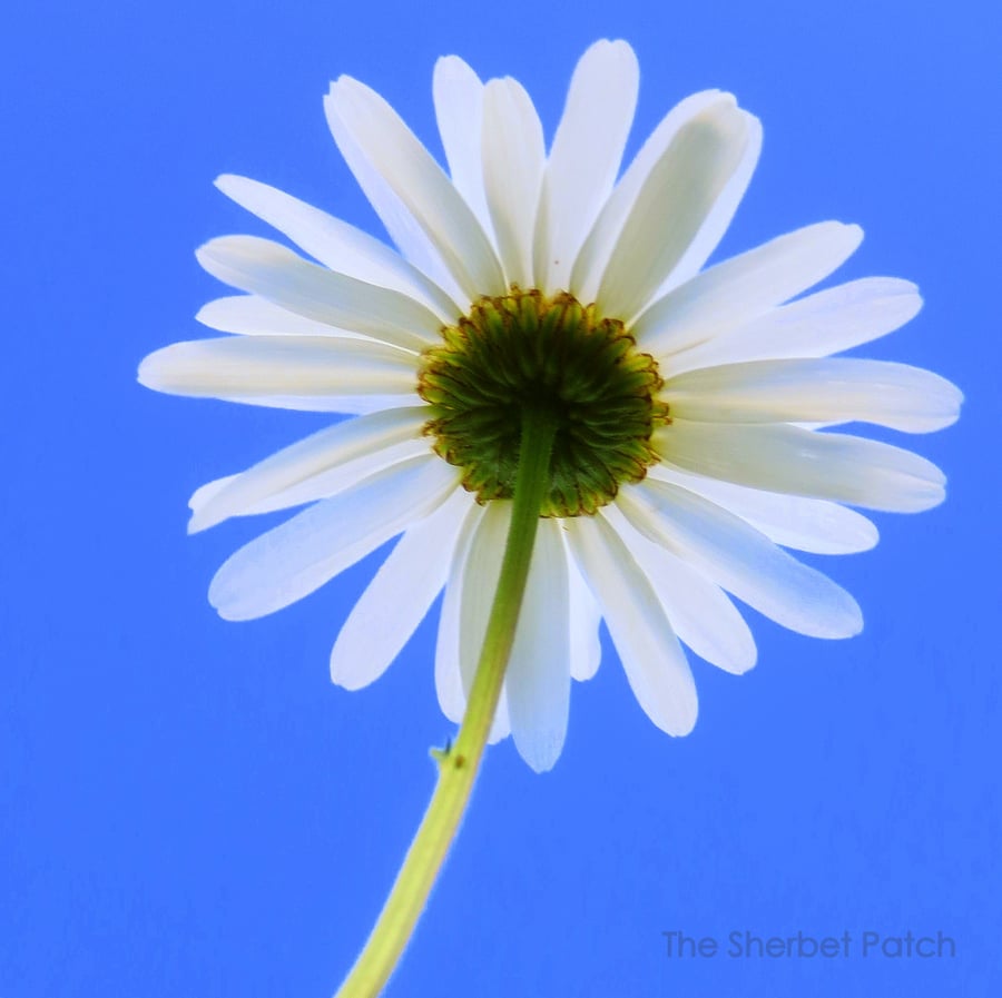 Daisy, a bee's eye view.  A 20cm x 20cm photograph.  8 inches x 8 inches.