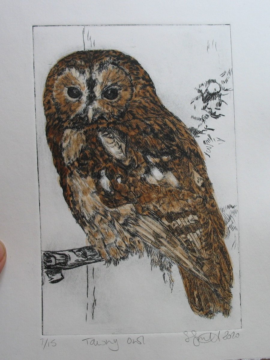Tawny owl limited edition hand painted drypoint etching