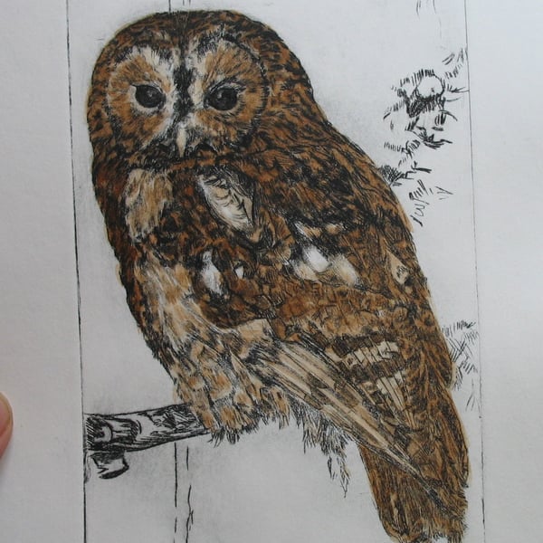Tawny owl limited edition hand painted drypoint etching