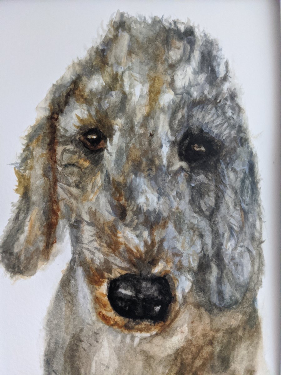 Bedlington Terrier Dog watercolour painting, original art, one off item