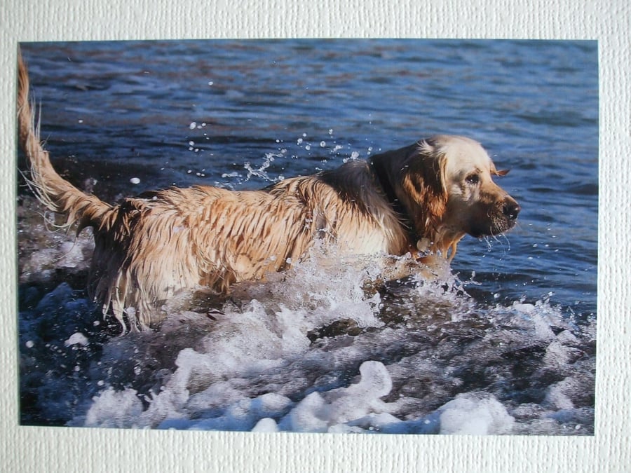 Photographic greetings card of a Golden Retriever.
