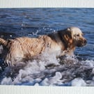 Photographic greetings card of a Golden Retriever.
