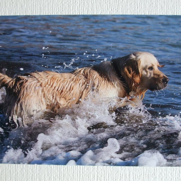 Photographic greetings card of a Golden Retriever.