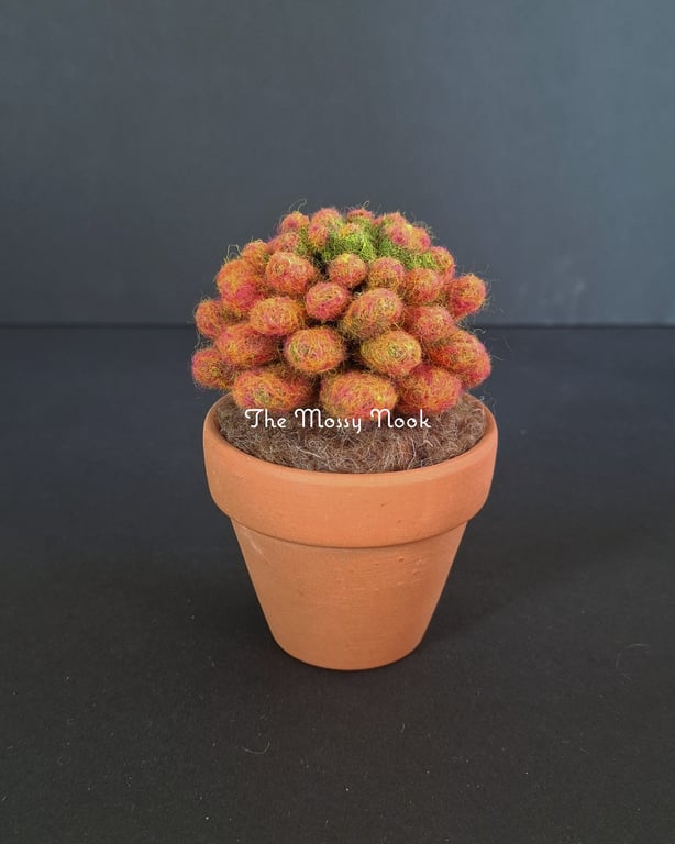 Needle Felted Succulent. Sedum .Real Terracotta Pot. Sedum Crassulacaea.