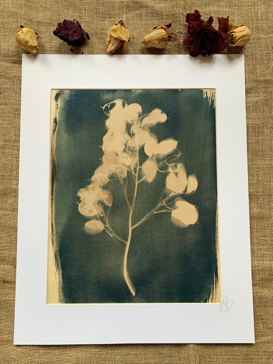 Honesty Plant Tea Toned Cyanotype