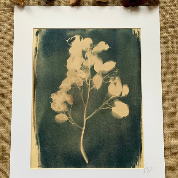 Honesty Plant Tea Toned Cyanotype