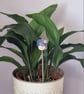Purple mushroom Fairy home House Plant Pot Ornament - Pot Pal - Image 6