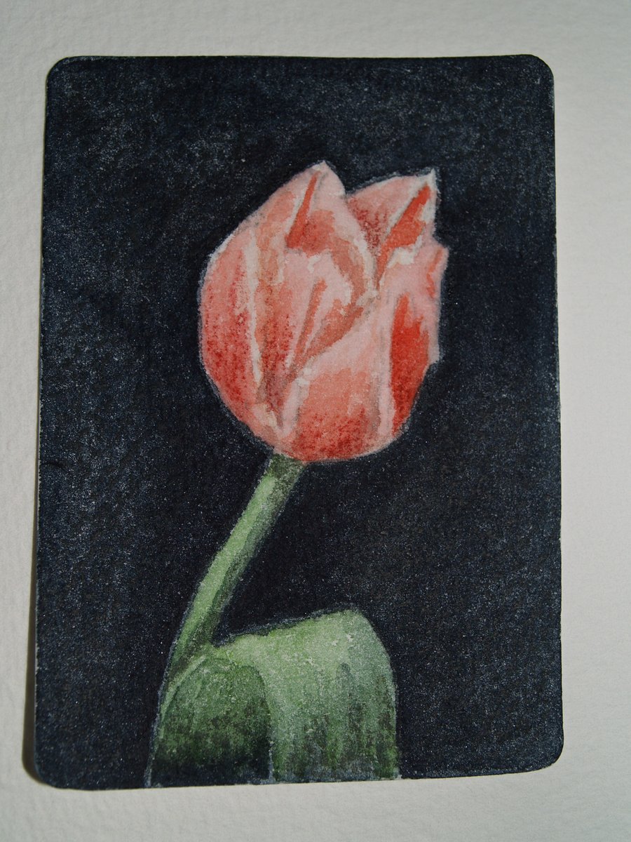 ACEO Original Watercolour Tulip