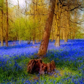 Bluebell Woods Greys Court Oxfordshire England UK 18"X12" Print