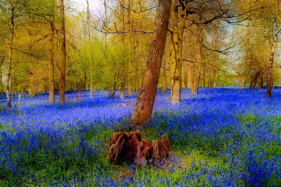 Bluebell Woods Greys Court Oxfordshire England UK 18"X12" Print