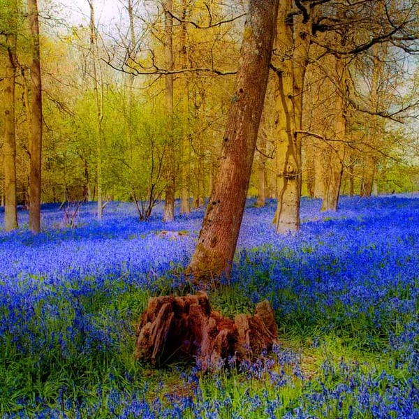 Bluebell Woods Greys Court Oxfordshire England UK 18"X12" Print