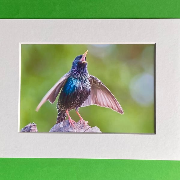 Starling Bird Calling a Friend - Photograph with White Mount and Backing Board