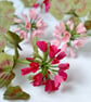 Paper Geranium - Crimson - Image 8