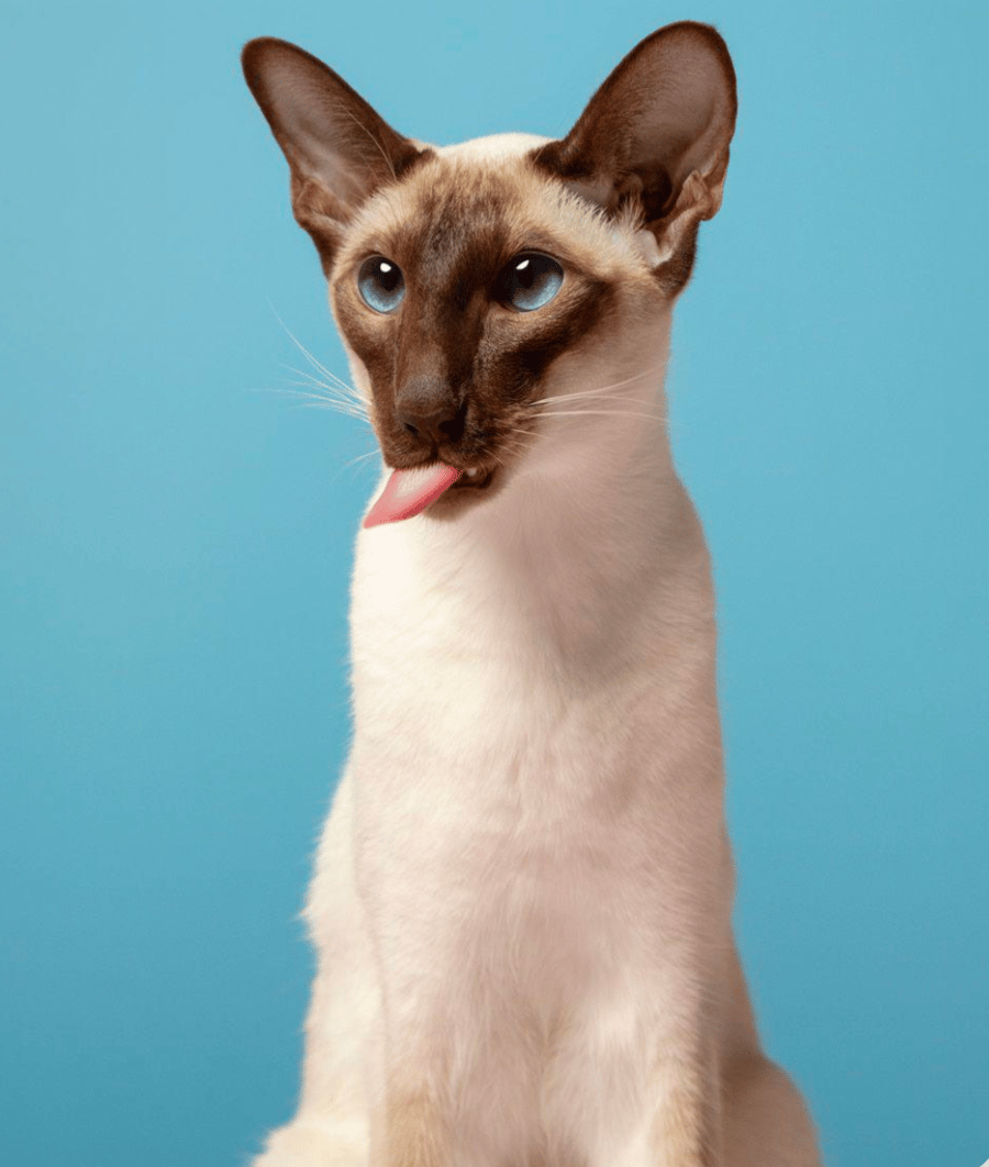 Bespoke cat candle holder 