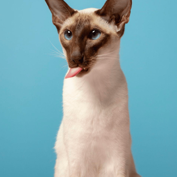 Bespoke cat candle holder 