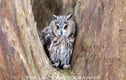 Owls