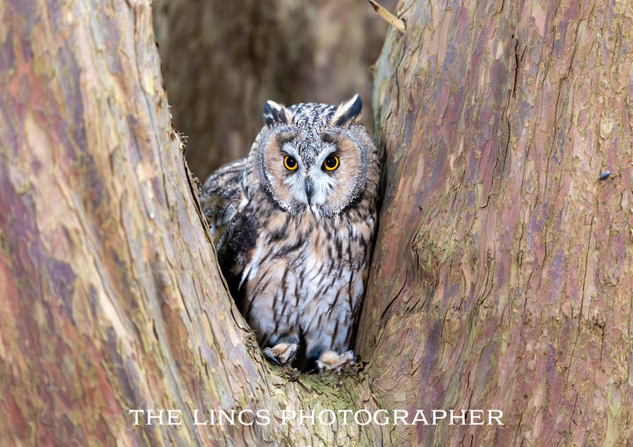 Long Eared Owl print (Limited edition of 10)