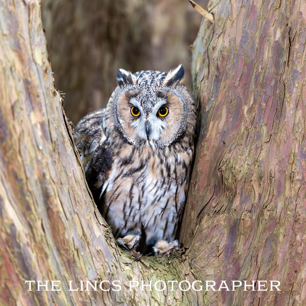 Long Eared Owl print (Limited edition of 10)