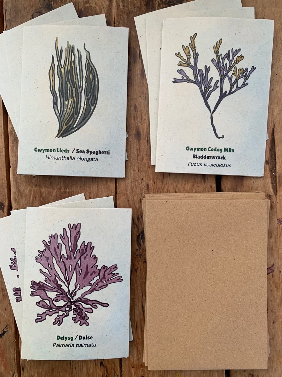 9 X Seaweed Greeting Cards - 3 Dulse, 3 Sea Spaghetti, 3 Bladderwrack