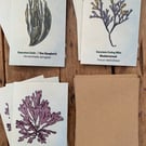 9 X Seaweed Greeting Cards - 3 Dulse, 3 Sea Spaghetti, 3 Bladderwrack