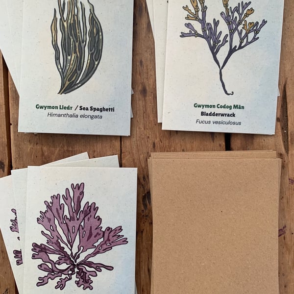 9 X Seaweed Greeting Cards - 3 Dulse, 3 Sea Spaghetti, 3 Bladderwrack