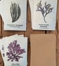 9 X Seaweed Greeting Cards - 3 Dulse, 3 Sea Spaghetti, 3 Bladderwrack - Image 1
