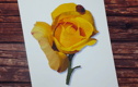 Art Prints